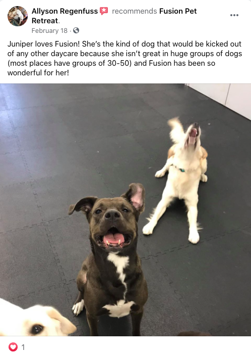 Fusion Pet Retreat Testimonial Positive Review Social 1
